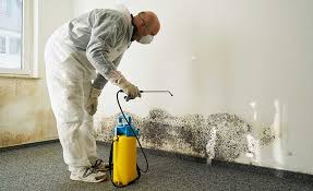 Professional Mold Removal Services in Berkley, CO